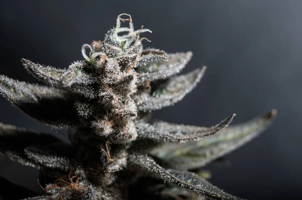Cannabis Trichomes Και Μπουμπούκια Μαριχουάνας Μαύρο Φόντο Κορυφή Του Φυτού — Φωτογραφία Αρχείου