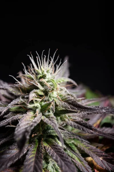 Kannabisz Termesztés Virágok Trichomes Lila Marihuána Növény Tetején — Stock Fotó