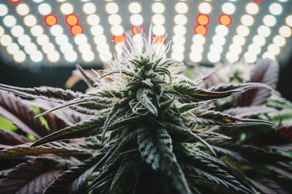 Fase Floração Fase Final Crescimento Plantas Cannabis Maioria Das Linhagens — Fotografia de Stock