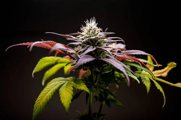 Planta Maconha Florescente Cultivo Cannabis Bela Foto Close — Fotografia de Stock