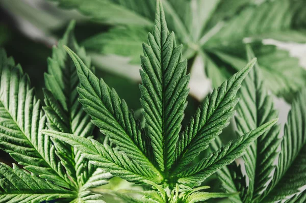 Schöne Sativa Pflanze Marihuana Hintergrund Unkraut Cannabis Hanf Medizinischer Anbau — Stockfoto