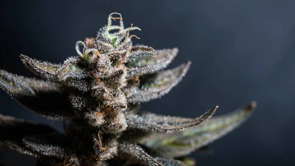 Kenevir Çiçeği Marihuana Resinöz Tomurcuğu Doğal Cbd Tıbbı Trichome — Stok fotoğraf