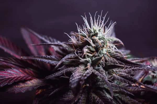 紫色の大麻の芽 美しい大麻の背景壁紙 — ストック写真