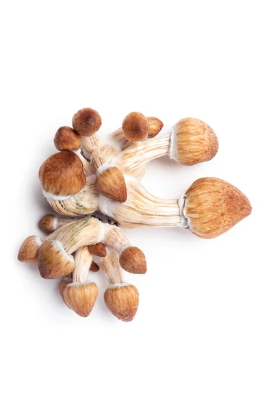 Hallucinogena Svampar Organiska Fruktkroppar Psilocybe Cubensis Vit Bakgrund Innehållande Psilocybin — Stockfoto