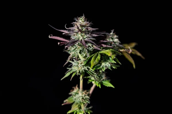 Cannabis Blomma Marijuana Hartsartade Knopp Naturlig Cbd Medicin Trichome — Stockfoto