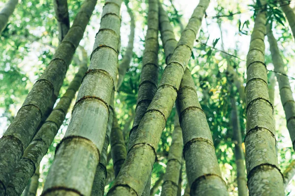 Bamboe Net Als Hout Een Natuurlijk Composiet Materiaal Met Een — Stockfoto