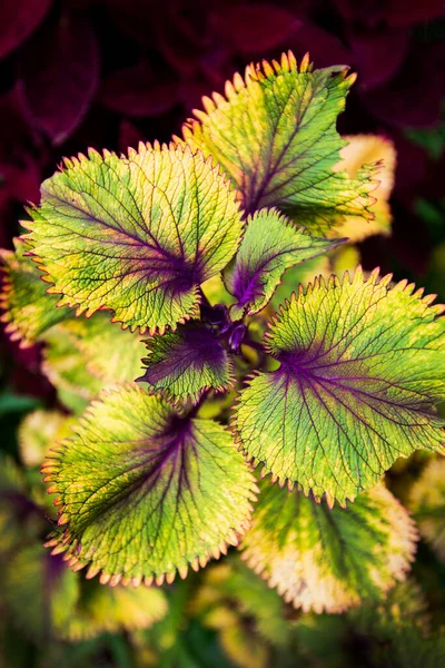 コレウス Coleus 毎年または多年生のハーブや低木の属で 時には多肉植物 時には肉質または塊茎を持つもので 旧世界熱帯で見られます — ストック写真