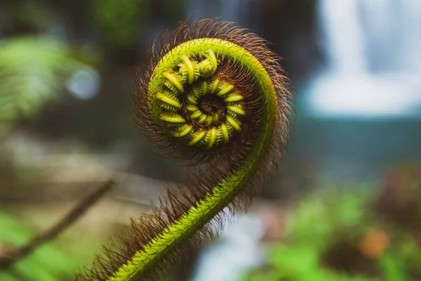 Fibonacci Számok Végtelen Számú Trópusi Páfrány — Stock Fotó