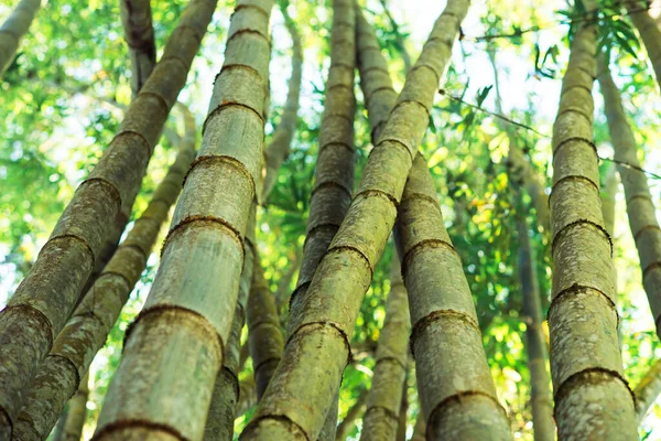 Bamboe Bomen Jungle Tropisch Bos — Stockfoto