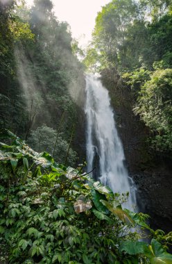 Tropik manzara şelalesi orman tatlı su hareketi