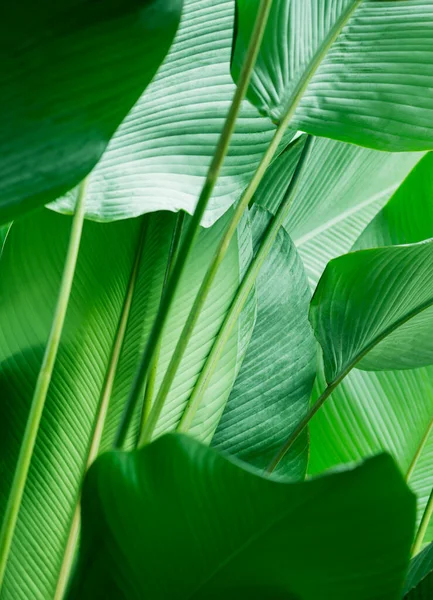 Verde Selva Tropical Hoja Naturaleza Papel Pintado — Foto de Stock