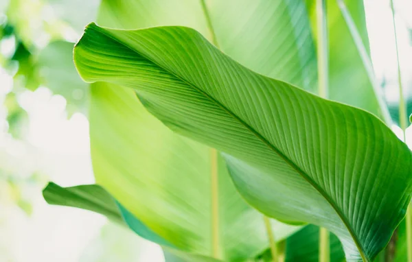 Green Tropic Jungle Leaf Nature Wallpaper — Stock Photo, Image