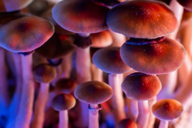 Psilosibe cubensis altın öğretmen halüsinojenik vücut. İlaç halüsinojen mantar kapağı için yetiştirilir.
