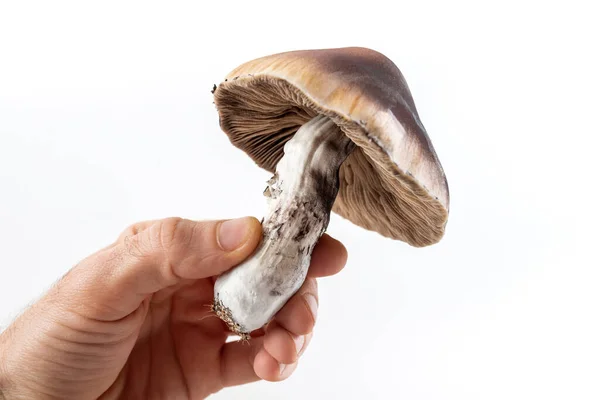 Große Psychedelische Psilocybe Cubensis Der Hand Auf Weißem Hintergrund — Stockfoto