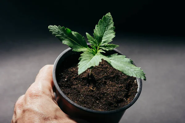 Marijuana Plant Young Cannabis Pot Seedling — Stock Photo, Image