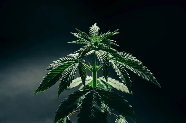 Ontwikkeling Groei Van Een Cannabis Cannabisplant — Stockfoto