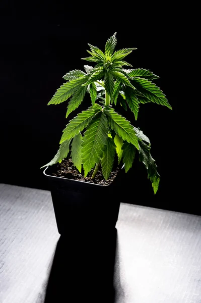 Cáñamo Joven Planta Brote Marihuana Plántulas — Foto de Stock