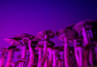 growing magic mushrooms nature of psychedelics psilocybin and psilocin in Psilocybe cubensis