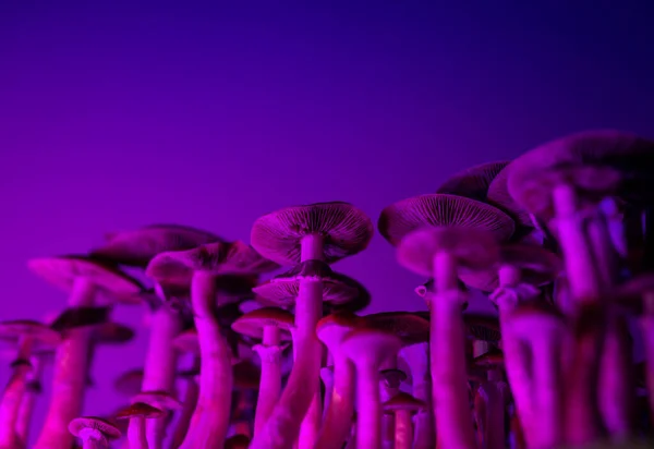 Growing Magic Mushrooms Nature Psychedelics Psilocybin Psilocin Psilocybe Cubensis — стоковое фото