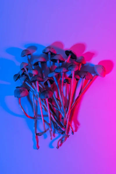 Ljus Färg Hallucinogena Magiska Svampar Medicin Copelandia Panaeolus Cyanescens — Stockfoto