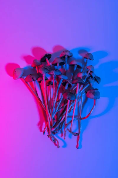 Parlak Renkli Halüsinojenik Sihirli Mantarlar Ilaç Copelandia Panaeolus Siyanessans — Stok fotoğraf
