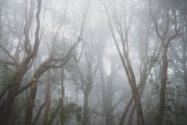 Himalaya sisli yeşil ormanı, güzel doğa