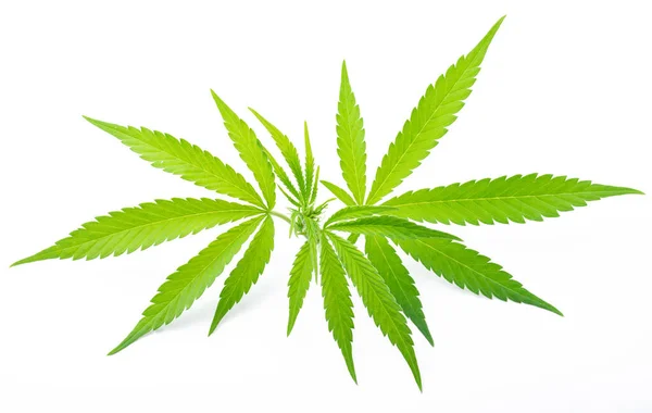 Marihuana Blätter Auf Weißem Medizinischem Cannabis Schmalen Sativa Blättern — Stockfoto