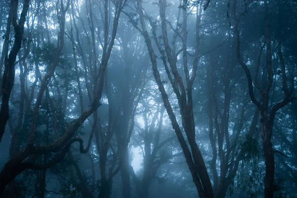 Manhã Neblina Floresta Bela Paisagem Natureza Livre — Fotografia de Stock