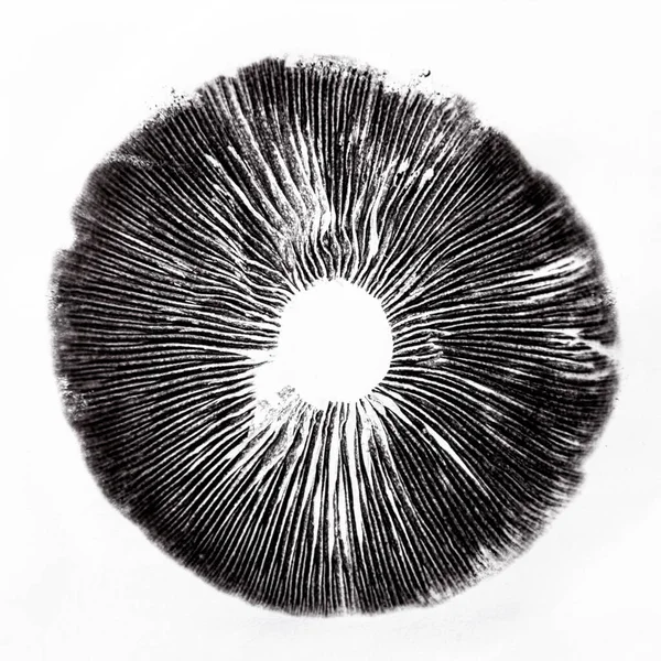 Sportovní Tisk Psilocybe Cubensis Magické Houby Spóry — Stock fotografie