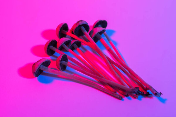 magic mushrooms hallucinogenic paneolus containing psilocybin and psilocybin