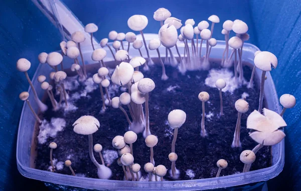 Magische Halluzinogene Pilze Psilocybe Panaeolus — Stockfoto