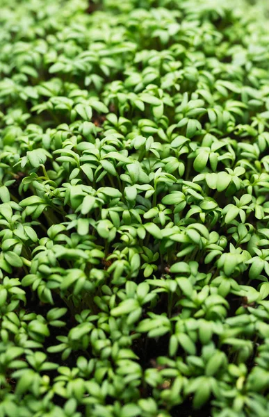 Sprout Green Organic Microgreen Background Leaf Seedling Food — Stock Photo, Image