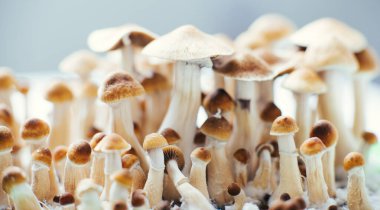 büyüme psilosibe cubensis sihirli mantarlar tıbbi tarım