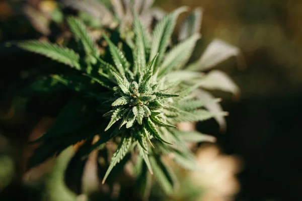 Medizinische Marihuanapflanze Cannabis — Stockfoto
