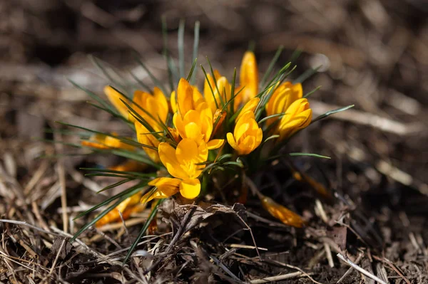 Cocodrilo Amarillo Flores Primavera Naturaleza —  Fotos de Stock