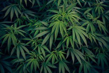 Esrar bitkisi yaprağı kenevir keneviri tıbbi kültürü