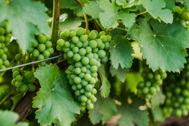 Üzümler, üzümler, 