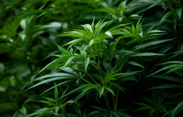 Planta Maconha Crescendo Fazenda Cannabis Medicinal Livre — Fotografia de Stock