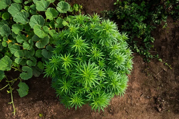 Marijuana Giardino Cespuglio Piante Cannabis Cresce Nella Fattoria — Foto Stock
