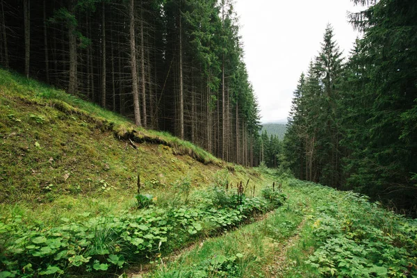 Carpathian Mountain Landscape Beautiful Scene Summer — Fotografia de Stock