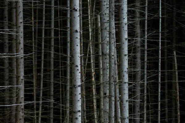 Kmeny Stromů Lesním Prostředí Přírody Jehličnatý Karpatský Les — Stock fotografie