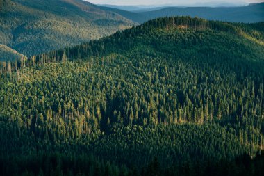 Her zaman yeşil manzara manzarası dağ doğal orman ağaçları kozalaklı ağaç.