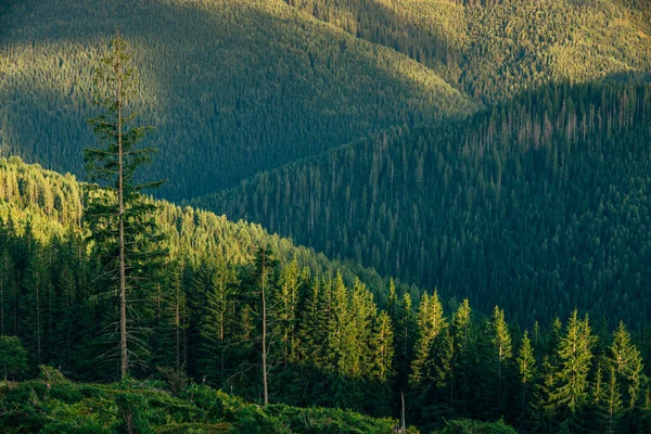 Evergreen Krajina Scenérie Horský Les Stromy — Stock fotografie