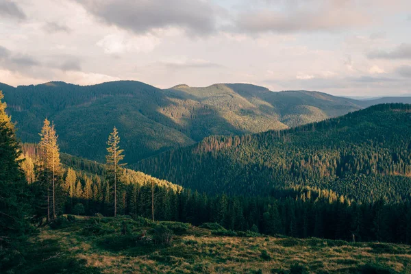 Evergreen Landscape Scenery Mountain Forest Trees — стоковое фото