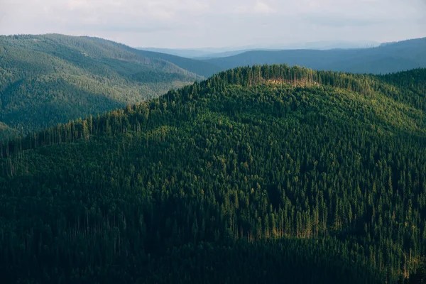 常緑風景山高密度の森の木 — ストック写真
