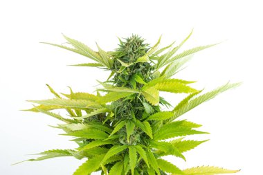 Beyaz arka planda marihuana bitkisi otu