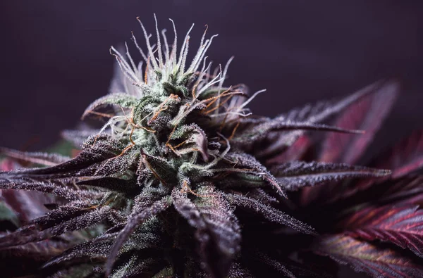 Purple Marijuana Cbd Cannabis Bud Beautiful — Fotografia de Stock