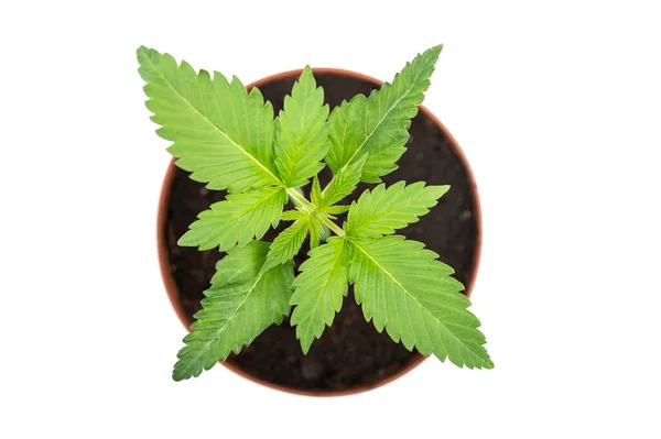 Maconha Vaso Planta Cultivo Cannabis Medicinal — Fotografia de Stock