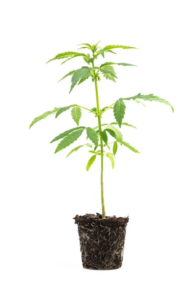 Planta Clon Plántulas Marihuana Sobre Fondo Blanco — Foto de Stock