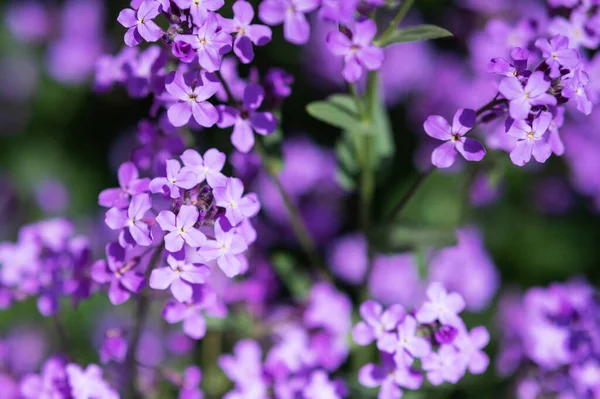 Fragrant Evening Flowers Purple Color Flower Bed Close — Stock Photo, Image